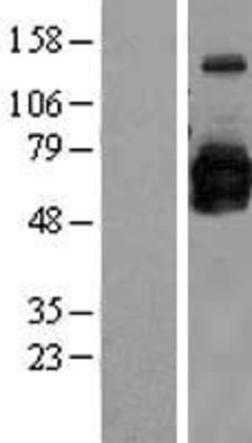 Western Blot: GOLM1 Overexpression Lysate (Adult Normal) [NBL1-11198] Left-Empty vector transfected control cell lysate (HEK293 cell lysate); Right -Over-expression Lysate for GOLM1.