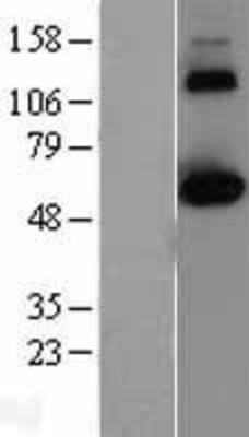 Western Blot: CLK2 Overexpression Lysate (Adult Normal) [NBL1-09274] Left-Empty vector transfected control cell lysate (HEK293 cell lysate); Right -Over-expression Lysate for CLK2.