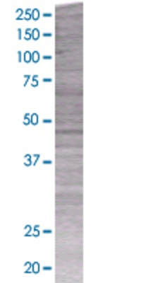 BMP7 transfected lysate
