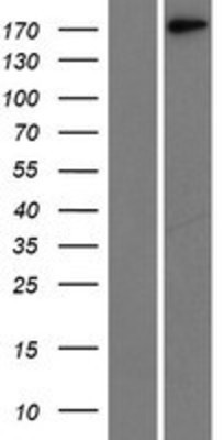 Western Blot: Laminin gamma 1 Overexpression Lysate (Adult Normal) [NBL1-12430] Left-Empty vector transfected control cell lysate (HEK293 cell lysate); Right -Over-expression Lysate for Laminin gamma 1.