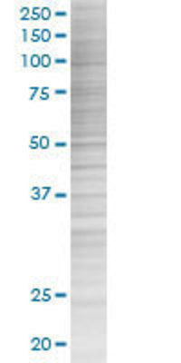MGST2 transfected lysate.