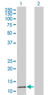Lane 1: MGST2 transfected lysate (16.28 KDa) Lane 2: Non-transfected lysate.