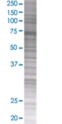 PPEF1 transfected lysate.