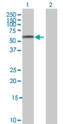 Lane 1: YBX2 transfected lysate (40.15 KDa) Lane 2: Non-transfected lysate.