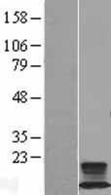 Western Blot: FXYD2 Overexpression Lysate (Adult Normal) [NBL1-10877] Left-Empty vector transfected control cell lysate (HEK293 cell lysate); Right -Over-expression Lysate for FXYD2.