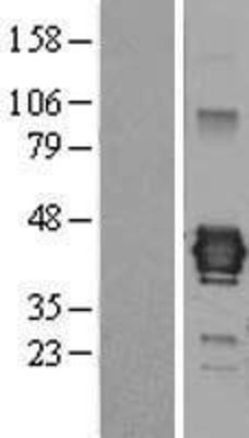 Western Blot: Junctional Adhesion Molecule C Overexpression Lysate (Adult Normal) [NBL1-12098] Left-Empty vector transfected control cell lysate (HEK293 cell lysate); Right -Over-expression Lysate for Junctional Adhesion Molecule C.