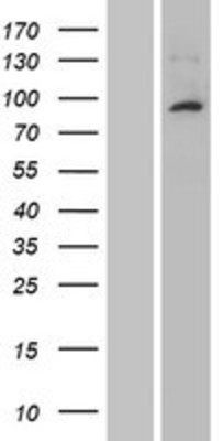 Western Blot: CCKBR Overexpression Lysate (Adult Normal) [NBP2-04438] Left-Empty vector transfected control cell lysate (HEK293 cell lysate); Right -Over-expression Lysate for CCKBR.