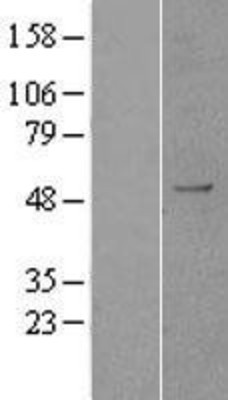 Western Blot: AOF1 Overexpression Lysate (Adult Normal) [NBP2-04430] Left-Empty vector transfected control cell lysate (HEK293 cell lysate); Right -Over-expression Lysate for AOF1.