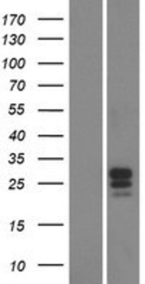 Western Blot: FAM174B Overexpression Lysate (Adult Normal) [NBP2-04502] Left-Empty vector transfected control cell lysate (HEK293 cell lysate); Right -Over-expression Lysate for FAM174B.
