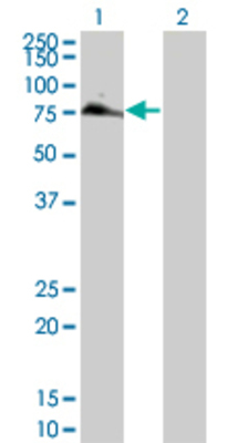 Lane 1: IL7R transfected lysate (51.5 KDa) Lane 2: Non-transfected lysate.