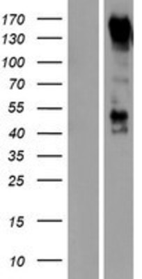 Western Blot: PCDH9 Overexpression Lysate (Adult Normal) [NBP2-04544] Left-Empty vector transfected control cell lysate (HEK293 cell lysate); Right -Over-expression Lysate for PCDH9.