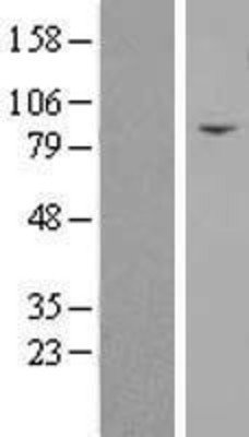 Western Blot: Transglutaminase 5 Overexpression Lysate (Adult Normal) [NBP2-04603] Left-Empty vector transfected control cell lysate (HEK293 cell lysate); Right -Over-expression Lysate for Transglutaminase 5.