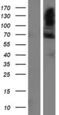 Western Blot: FAM13C1 Overexpression Lysate (Adult Normal) [NBP2-04685] Left-Empty vector transfected control cell lysate (HEK293 cell lysate); Right -Over-expression Lysate for FAM13C1.