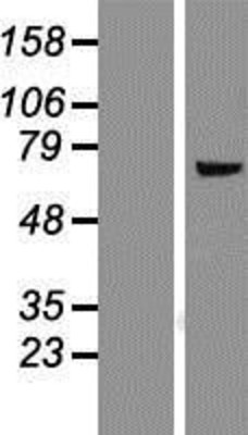 Western Blot: FMO5 Overexpression Lysate (Adult Normal) [NBP2-08206] Left-Empty vector transfected control cell lysate (HEK293 cell lysate); Right -Over-expression Lysate for FMO5.