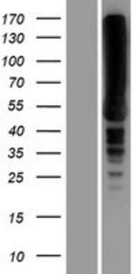 Western Blot: EEF1A2 Overexpression Lysate (Adult Normal) [NBP2-08158] Left-Empty vector transfected control cell lysate (HEK293 cell lysate); Right -Over-expression Lysate for EEF1A2.