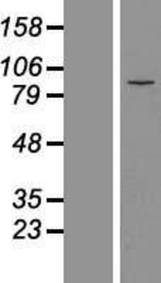 Western Blot: MDM1 Overexpression Lysate (Adult Normal) [NBL1-12969] Left-Empty vector transfected control cell lysate (HEK293 cell lysate); Right -Over-expression Lysate for MDM1.