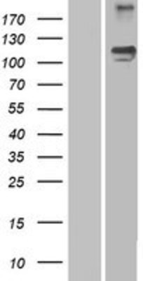 Western Blot: SEMA5A Overexpression Lysate (Adult Normal) [NBP2-07932] Left-Empty vector transfected control cell lysate (HEK293 cell lysate); Right -Over-expression Lysate for SEMA5A.