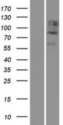 Western Blot: CDH12 Overexpression Lysate (Adult Normal) [NBP2-07917] Left-Empty vector transfected control cell lysate (HEK293 cell lysate); Right -Over-expression Lysate for CDH12.