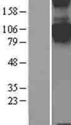 Western Blot: SEMA4C Overexpression Lysate (Adult Normal) [NBL1-15802] Left-Empty vector transfected control cell lysate (HEK293 cell lysate); Right -Over-expression Lysate for SEMA4C.