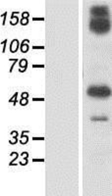 Western Blot: GBP6 Overexpression Lysate (Adult Normal) [NBP2-04704] Left-Empty vector transfected control cell lysate (HEK293 cell lysate); Right -Over-expression Lysate for GBP6.