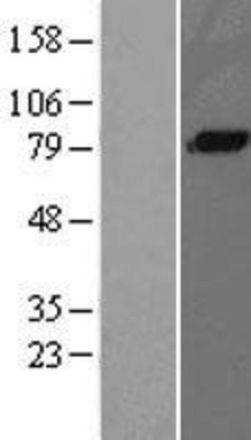 Western Blot: C1s Overexpression Lysate (Adult Normal) [NBP2-04582] Left-Empty vector transfected control cell lysate (HEK293 cell lysate); Right -Over-expression Lysate for C1s.