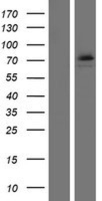 Western Blot: DDX53 Overexpression Lysate (Adult Normal) [NBP2-04825] Left-Empty vector transfected control cell lysate (HEK293 cell lysate); Right -Over-expression Lysate for DDX53.