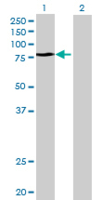 Lane 1: TAX1BP1 transfected lysate (86.9 KDa) Lane 2: Non-transfected lysate.