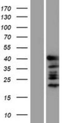 Western Blot: GATA1 Overexpression Lysate (Adult Normal) [NBP2-04216] Left-Empty vector transfected control cell lysate (HEK293 cell lysate); Right -Over-expression Lysate for GATA1.
