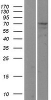 Western Blot: USP2 Overexpression Lysate (Adult Normal) [NBP2-04268] Left-Empty vector transfected control cell lysate (HEK293 cell lysate); Right -Over-expression Lysate for USP2.