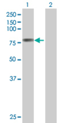 Lane 1: PTGS2 transfected lysate (69 KDa) Lane 2: Non-transfected lysate.