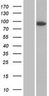 Western Blot: DPP8 Overexpression Lysate (Adult Normal) [NBP2-04765] Left-Empty vector transfected control cell lysate (HEK293 cell lysate); Right -Over-expression Lysate for DPP8.