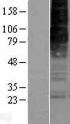 Western Blot: Orexin Receptor 2 Overexpression Lysate (Adult Normal) [NBP2-04198] Left-Empty vector transfected control cell lysate (HEK293 cell lysate); Right -Over-expression Lysate for Orexin Receptor 2.