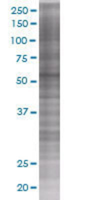 RGS6 transfected lysate.