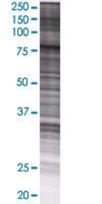 SMPD3 transfected lysate.
