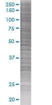 KNG1 transfected lysate