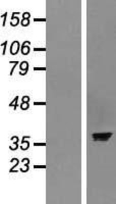 Western Blot: ASNA1 Overexpression Lysate (Adult Normal) [NBP2-07880] Left-Empty vector transfected control cell lysate (HEK293 cell lysate); Right -Over-expression Lysate for ASNA1.