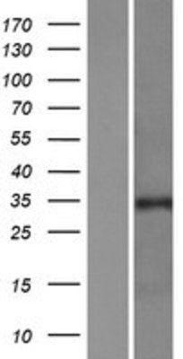 Western Blot: PURA Overexpression Lysate (Adult Normal) [NBP2-07695] Left-Empty vector transfected control cell lysate (HEK293 cell lysate); Right -Over-expression Lysate for PURA.