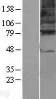 Western Blot: GABA A Receptor gamma 3 Overexpression Lysate (Adult Normal) [NBL1-10929] Left-Empty vector transfected control cell lysate (HEK293 cell lysate); Right -Over-expression Lysate for GABA A Receptor gamma 3.