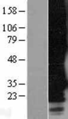 Western Blot: MRGF Overexpression Lysate (Adult Normal) [NBP2-08313] Left-Empty vector transfected control cell lysate (HEK293 cell lysate); Right -Over-expression Lysate for MRGF.
