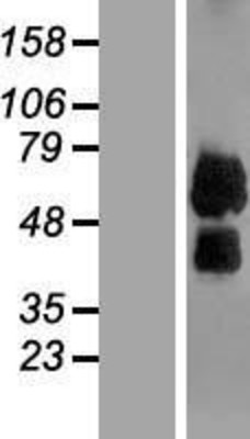 Western Blot: LILRB4 Overexpression Lysate (Adult Normal) [NBP2-08418] Left-Empty vector transfected control cell lysate (HEK293 cell lysate); Right -Over-expression Lysate for LILRB4.