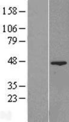 Western Blot: FAM54A Overexpression Lysate (Adult Normal) [NBL1-10541] Left-Empty vector transfected control cell lysate (HEK293 cell lysate); Right -Over-expression Lysate for FAM54A.