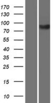 Western Blot: KIF3B Overexpression Lysate (Adult Normal) [NBP2-07822] Left-Empty vector transfected control cell lysate (HEK293 cell lysate); Right -Over-expression Lysate for KIF3B.