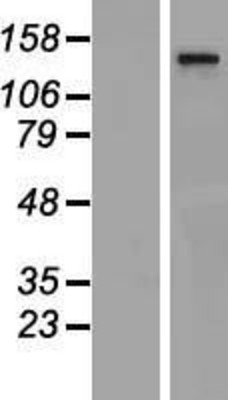 Western Blot: THRAP3 Overexpression Lysate (Adult Normal) [NBP2-07790] Left-Empty vector transfected control cell lysate (HEK293 cell lysate); Right -Over-expression Lysate for THRAP3.
