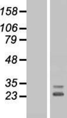 Western Blot: FGF10 Overexpression Lysate (Adult Normal) [NBP2-07870] Left-Empty vector transfected control cell lysate (HEK293 cell lysate); Right -Over-expression Lysate for FGF10.