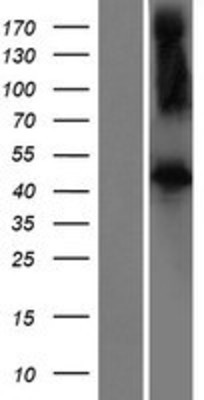 Western Blot: FBXL2 Overexpression Lysate (Adult Normal) [NBP2-10249] Left-Empty vector transfected control cell lysate (HEK293 cell lysate); Right -Over-expression Lysate for FBXL2.