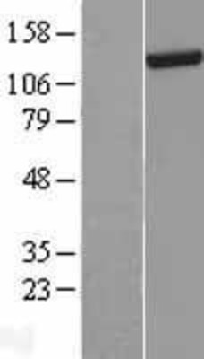 Western Blot: DHX30 Overexpression Lysate (Adult Normal) [NBL1-09880] Left-Empty vector transfected control cell lysate (HEK293 cell lysate); Right -Over-expression Lysate for DHX30.
