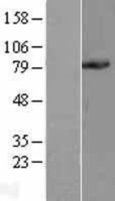 Western Blot: PC1/3 Overexpression Lysate (Adult Normal) [NBL1-14188] Left-Empty vector transfected control cell lysate (HEK293 cell lysate); Right -Over-expression Lysate for PC1/3.