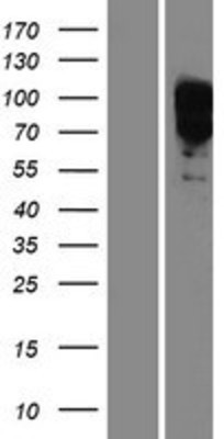 Western Blot: EYA1 Overexpression Lysate (Adult Normal) [NBP2-10018] Left-Empty vector transfected control cell lysate (HEK293 cell lysate); Right -Over-expression Lysate for EYA1.