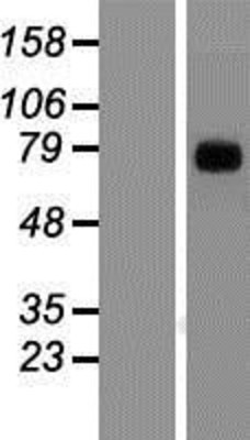 Western Blot: TRIM9 Overexpression Lysate (Adult Normal) [NBP2-09869] Left-Empty vector transfected control cell lysate (HEK293 cell lysate); Right -Over-expression Lysate for TRIM9.