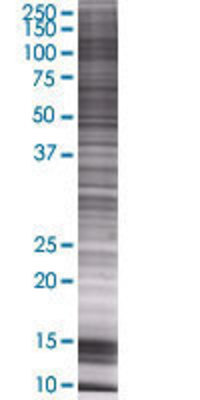 PCDHA6 transfected lysate.